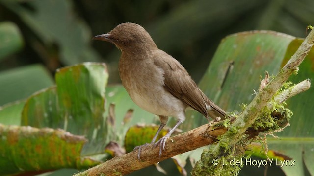 Black-billed Thrush (Drab) - ML201507101