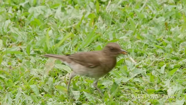 Black-billed Thrush (Drab) - ML201507111