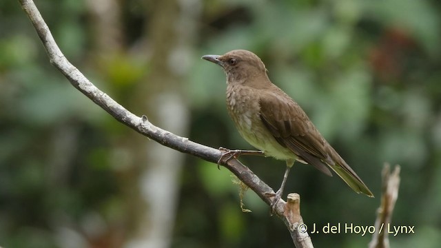 Black-billed Thrush (Drab) - ML201507121