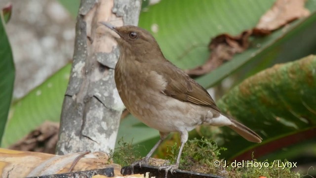 Black-billed Thrush (Drab) - ML201507131