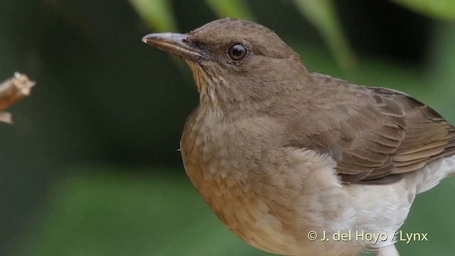 Black-billed Thrush (Drab) - ML201507141