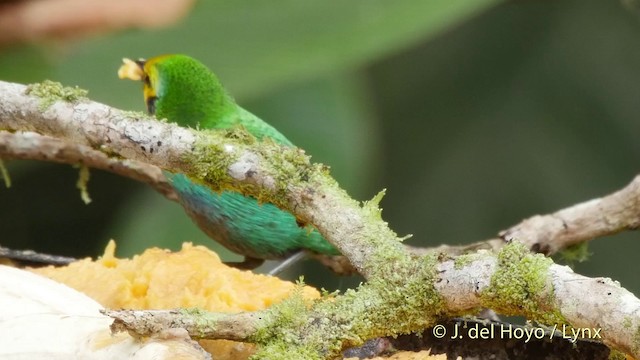 Multicolored Tanager - ML201507161