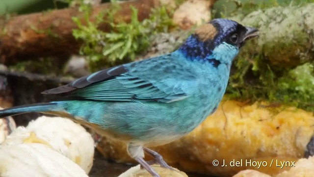 Golden-naped Tanager (Golden-naped) - ML201507331