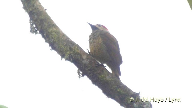 Spot-breasted Woodpecker - ML201507341