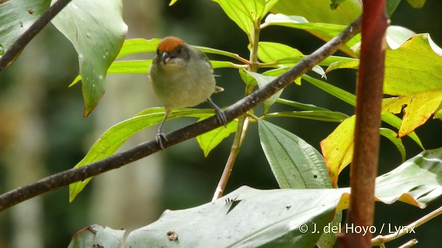 Scrub Tanager - ML201507351