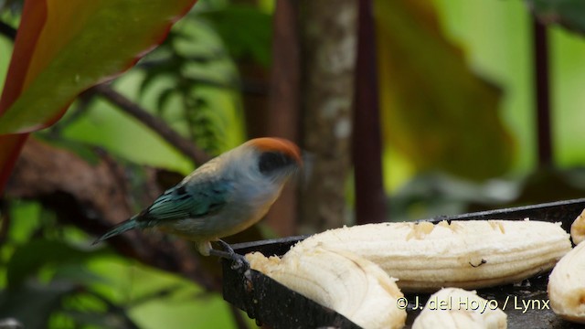 Scrub Tanager - ML201507461