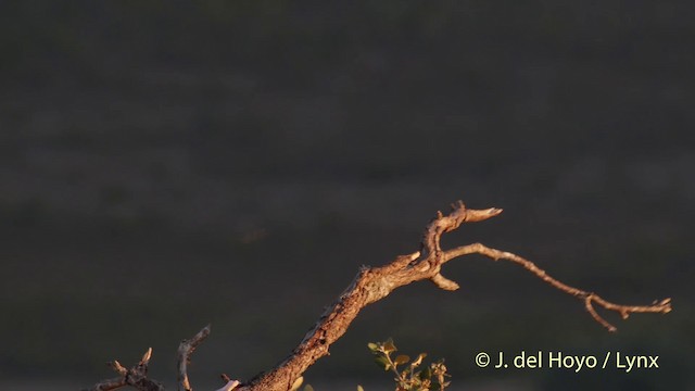 Common Raven - ML201507511