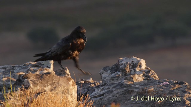 Common Raven - ML201507531