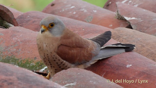 Lesser Kestrel - ML201507581