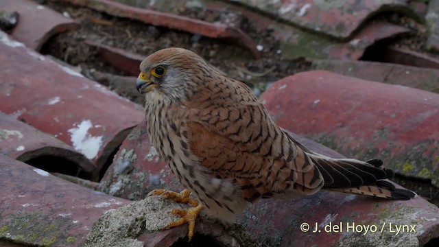 Lesser Kestrel - ML201507591