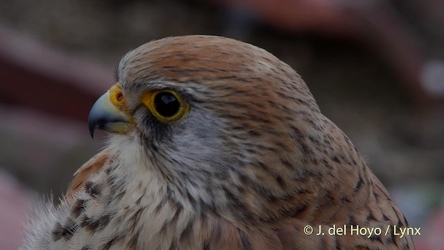 Lesser Kestrel - ML201507601