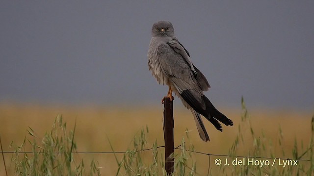 Montagu's Harrier - ML201507621