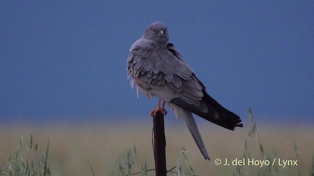 Montagu's Harrier - ML201507631