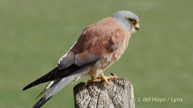 Lesser Kestrel - ML201507651