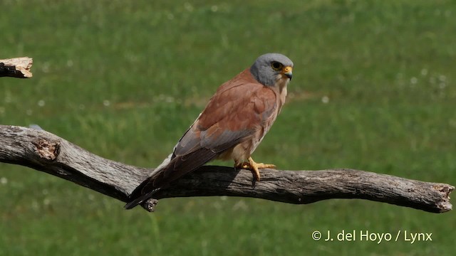 Lesser Kestrel - ML201507661