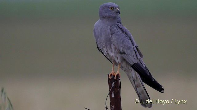 Montagu's Harrier - ML201507671