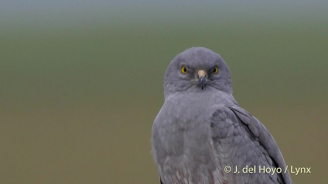 Montagu's Harrier - ML201507681