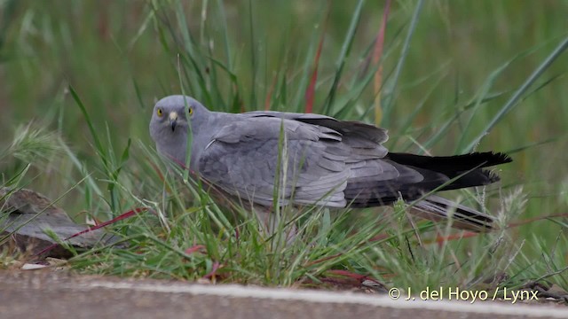 Montagu's Harrier - ML201507691