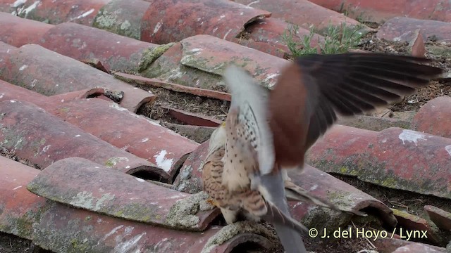 Lesser Kestrel - ML201507711