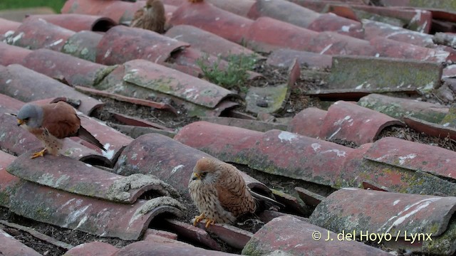 Lesser Kestrel - ML201507721