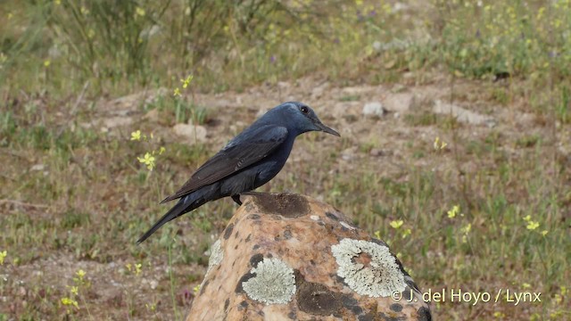 Blue Rock-Thrush (solitarius/longirostris) - ML201507731