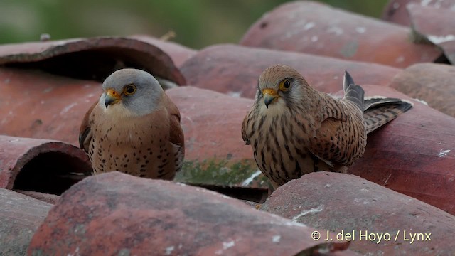 Lesser Kestrel - ML201507761