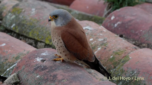 Lesser Kestrel - ML201507771