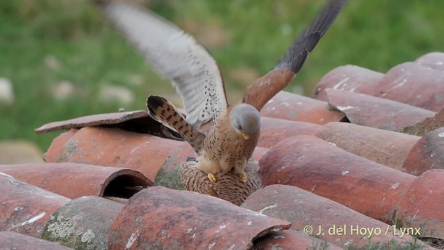 Lesser Kestrel - ML201507781