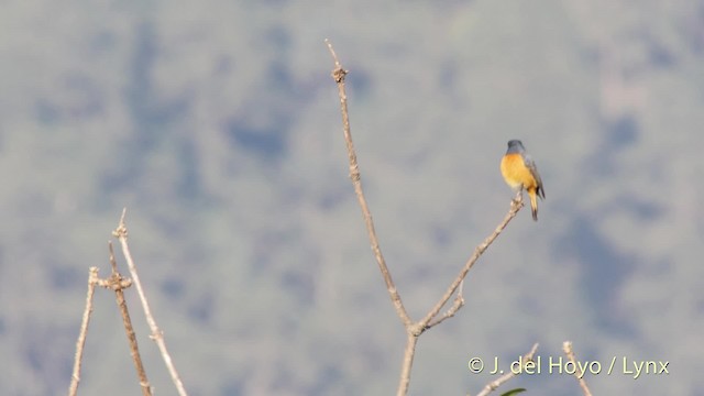 Blue-fronted Redstart - ML201507791