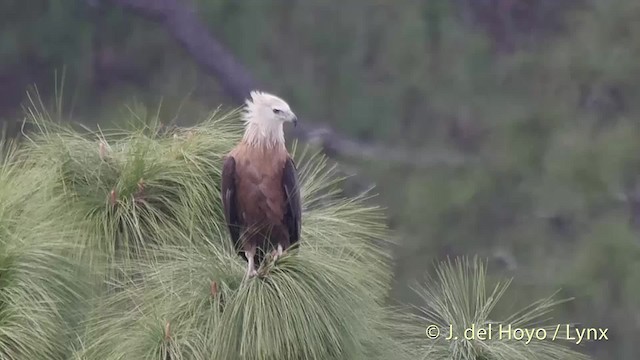 Pallas's Fish-Eagle - ML201507891