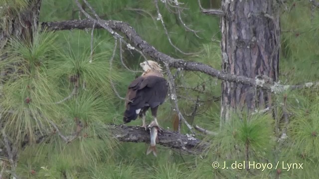 Pallas's Fish-Eagle - ML201507901