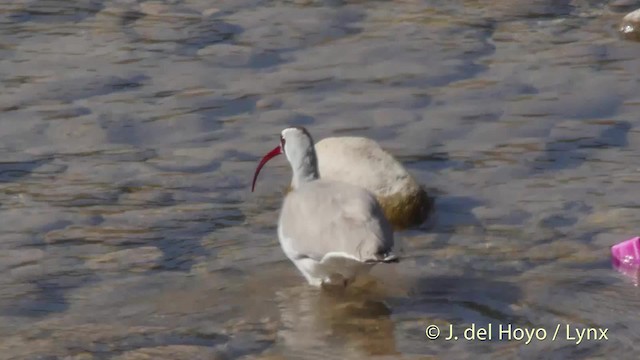 Ibisbill - ML201508001