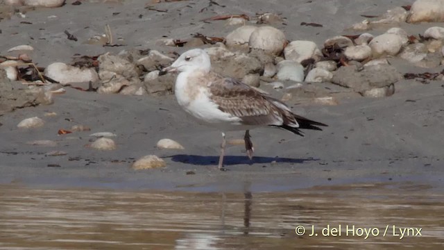 Pallas's Gull - ML201508021