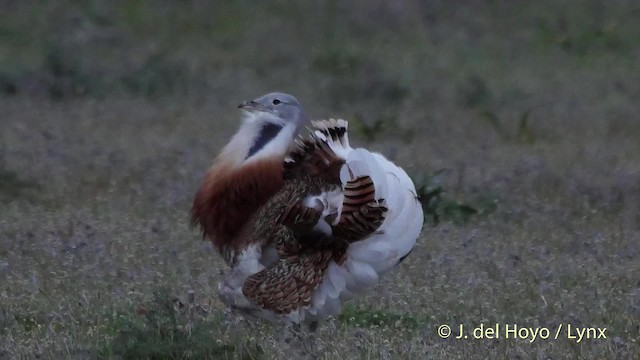 Great Bustard - ML201508041