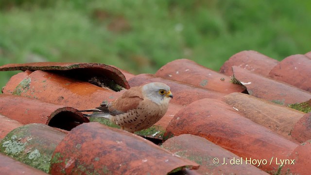 Lesser Kestrel - ML201508071