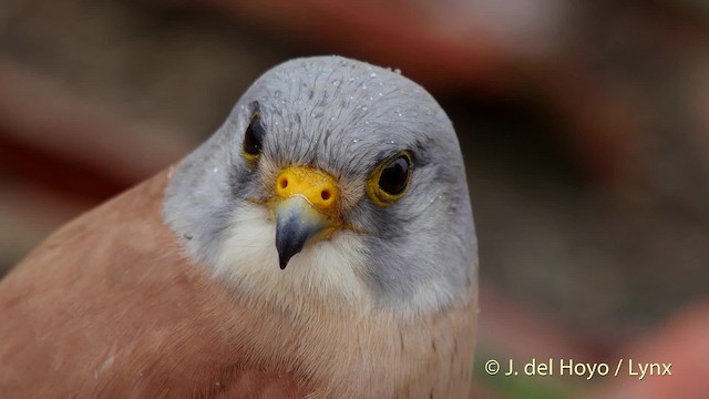 Lesser Kestrel - ML201508081