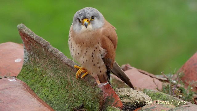 Lesser Kestrel - ML201508091