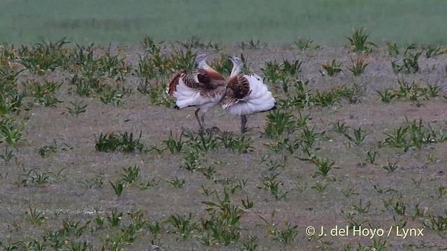 Great Bustard - ML201508101