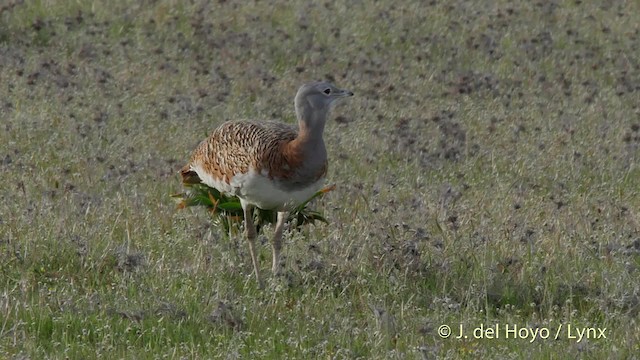 Great Bustard - ML201508111