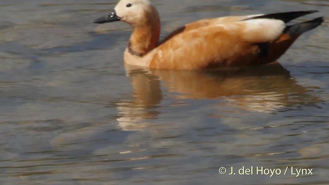 Ruddy Shelduck - ML201508151