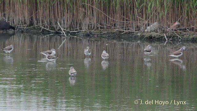 Common Greenshank - ML201508201