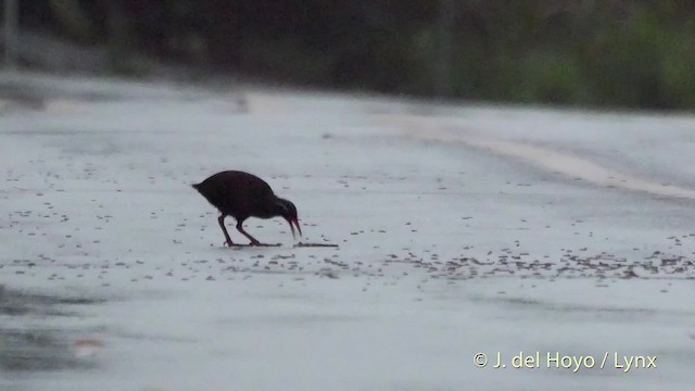 Okinawa Rail - ML201508361