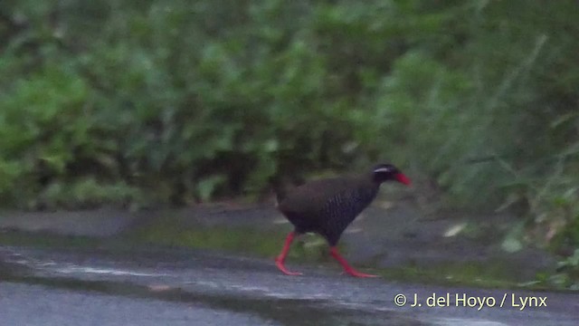 Okinawa Rail - ML201508371