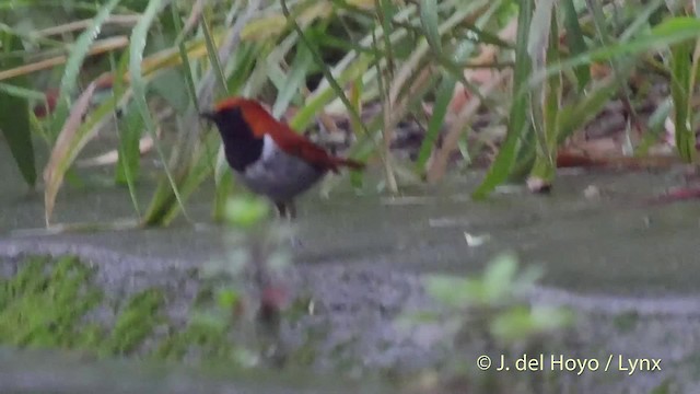 Okinawa Robin - ML201508381