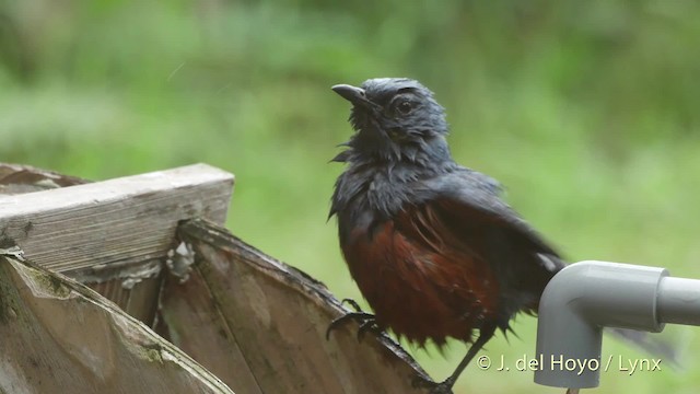 Blue Rock-Thrush (philippensis) - ML201508401