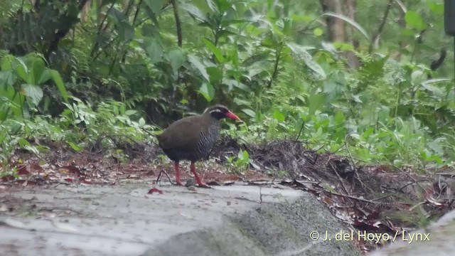 Okinawa Rail - ML201508411