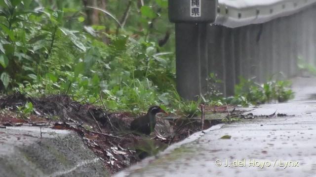 Okinawa Rail - ML201508421