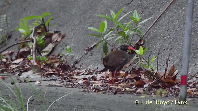 Okinawa Rail - ML201508431