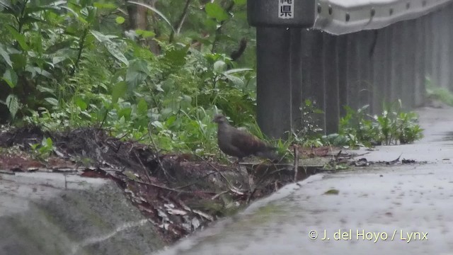 Oriental Turtle-Dove - ML201508451