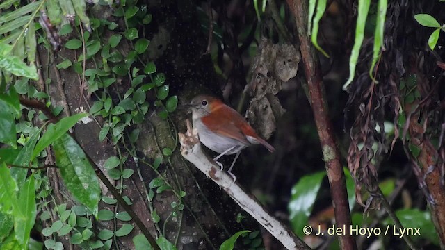 Ruiseñor de Okinawa (namiyei) - ML201508471